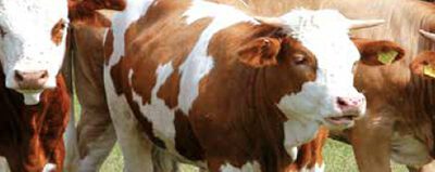 Descalcificador Vulcan Calmat ablandador de agua