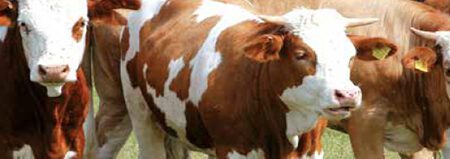Descalcificador Vulcan Calmat ablandador de agua