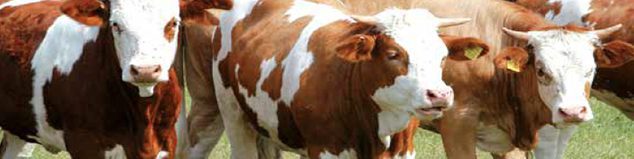 Descalcificador Vulcan Calmat ablandador de agua
